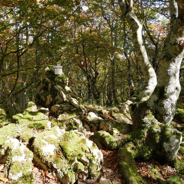 Tontorra