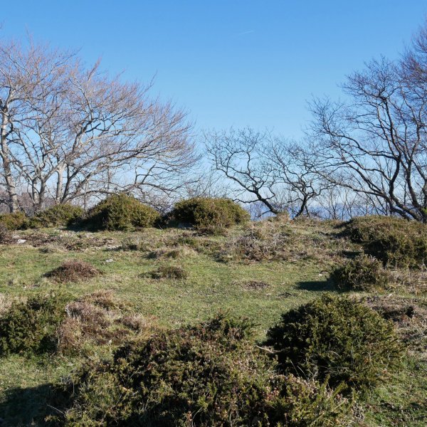 Lizartzeta tontorra
