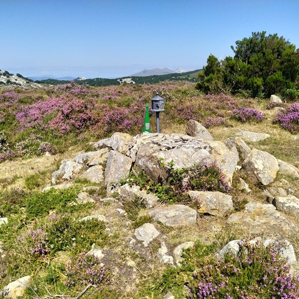 Tontorra