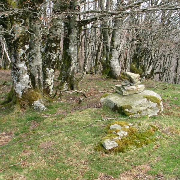 Unboto tontorra