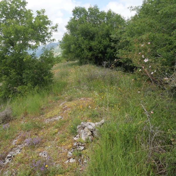 Arritxiki tontorra