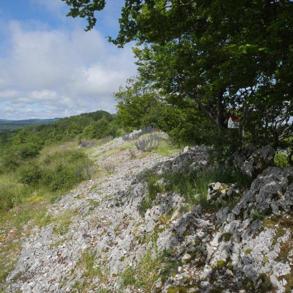 Gainsoil tontorra