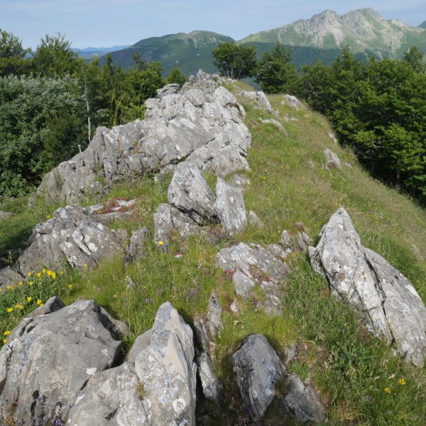 Lazagorria tontorra