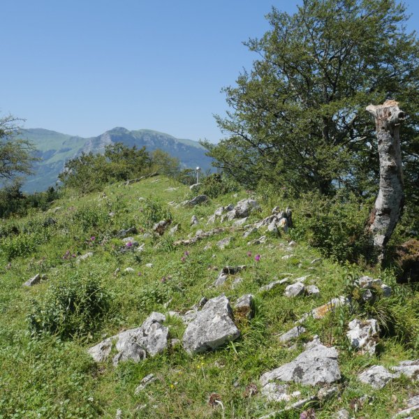 Pagoeta tontorra