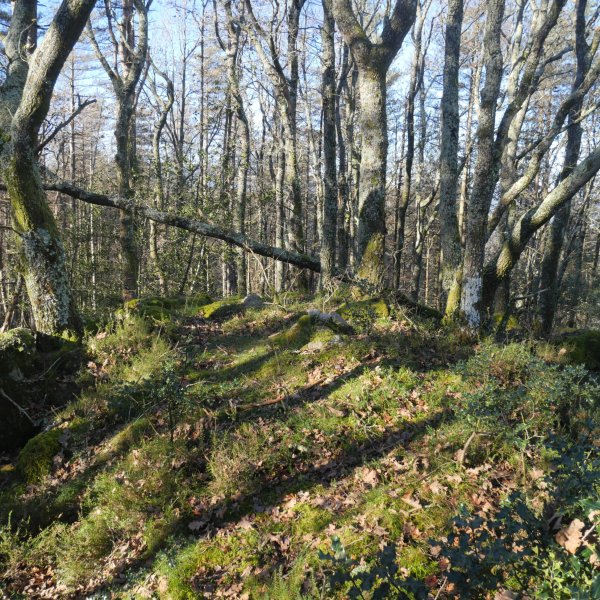 Larrandain tontorra