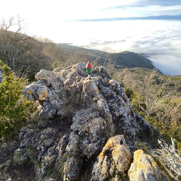 Tontorra