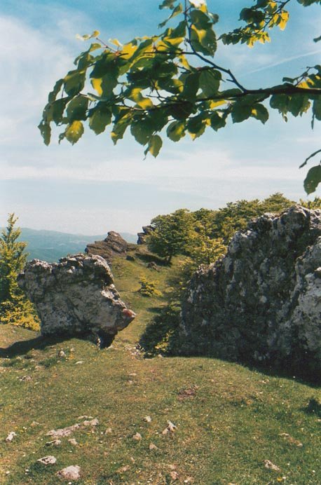 Bidea