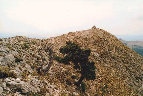 Idoiako tontorra