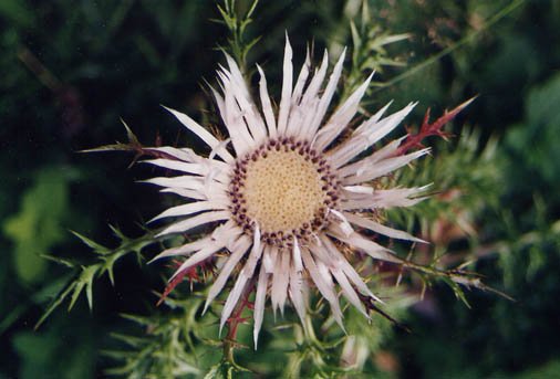 Ekilore txikia