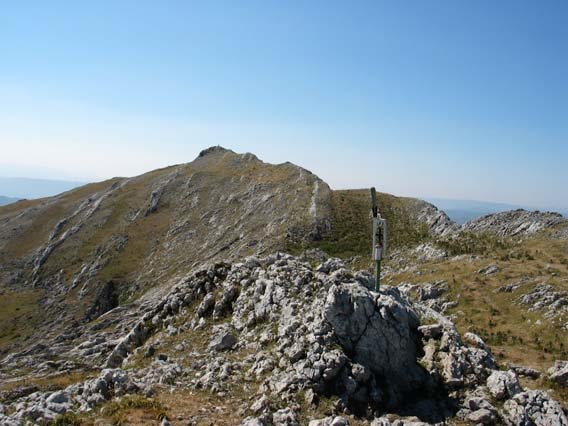 Gailurra