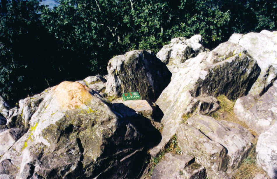 Arradoi tontorrea