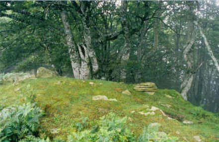 Tontorra