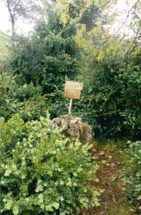 Buzoia