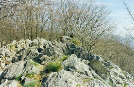 Tontorra