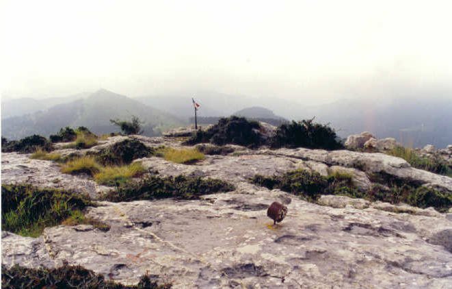 Tontorra