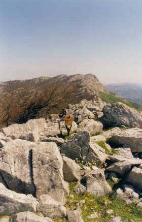 Tontorra