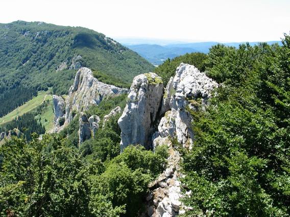 Hegoaldeko gandorra