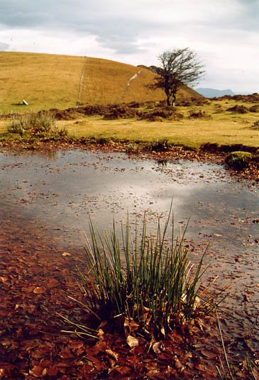 Ingurua