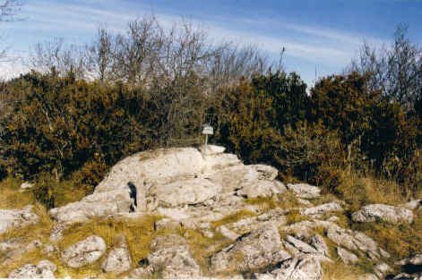 Tontorra