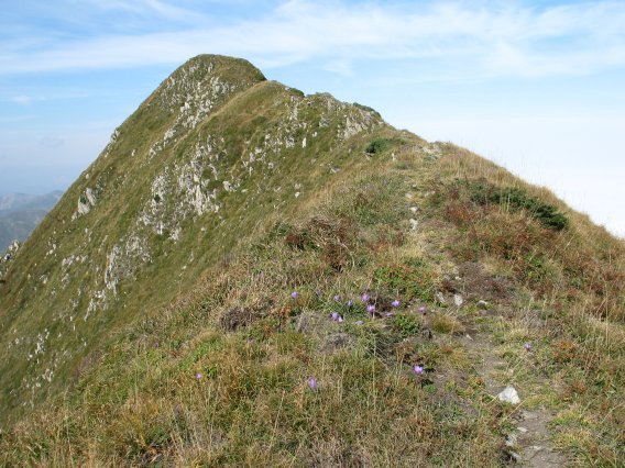 Tontorra