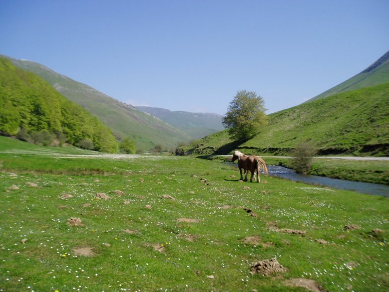 Egurgi