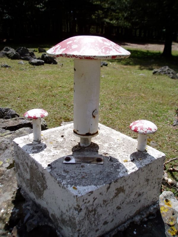 Buzoia