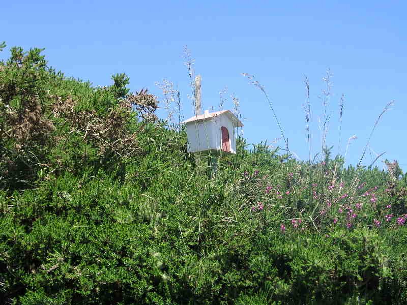 Buzoia