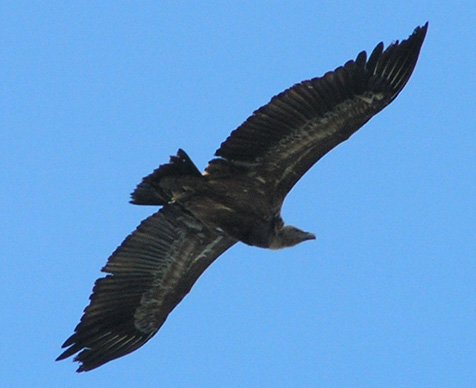 Fauna del lugar