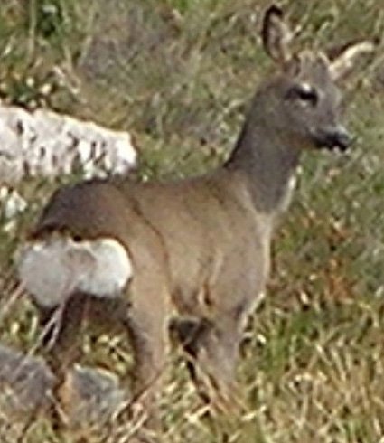 Fauna del lugar