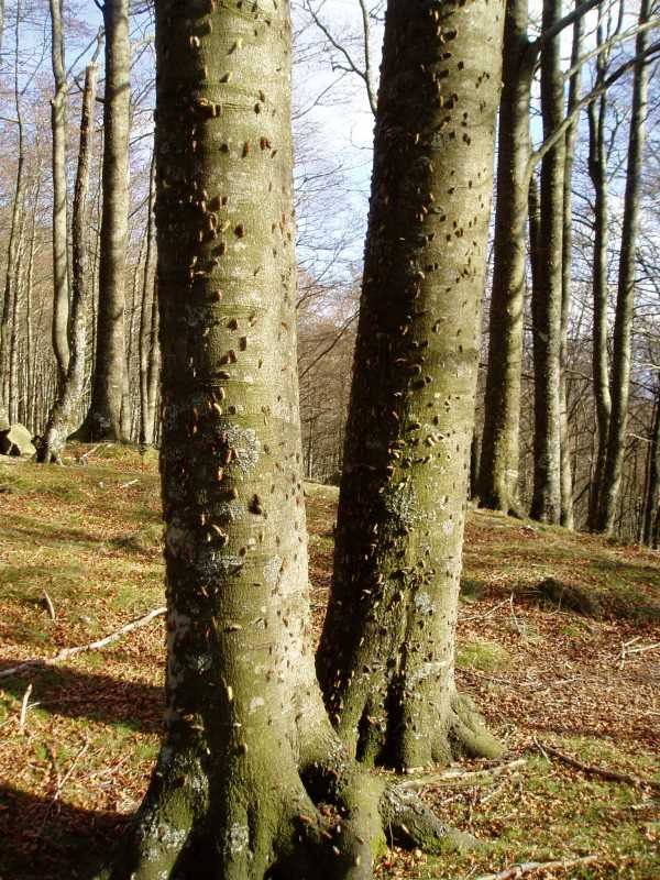 Beldar izurritea