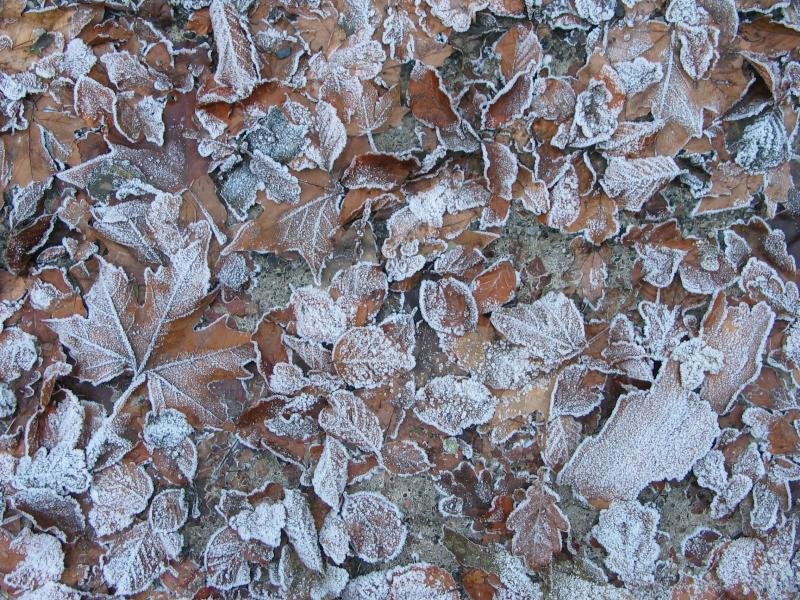 Orbela izoztuta