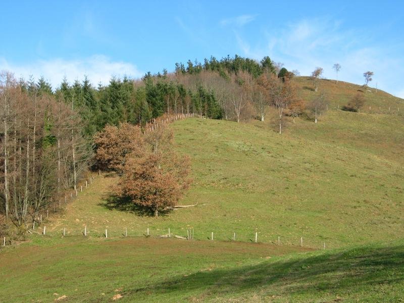 HMko bizkarra