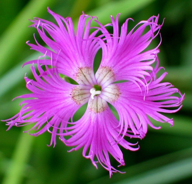 Lorea