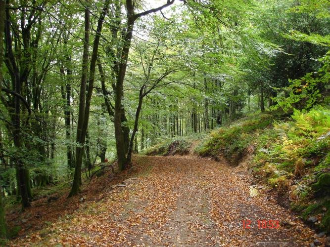 Bosque