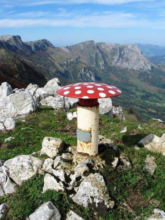 Pallardiko buzoia