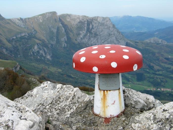 Buzoia