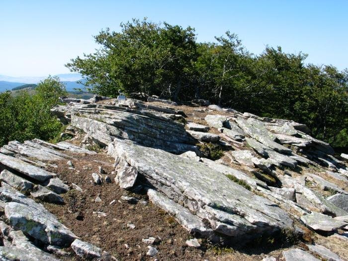 Tontorra