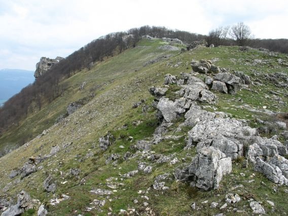 Mko bizkarra