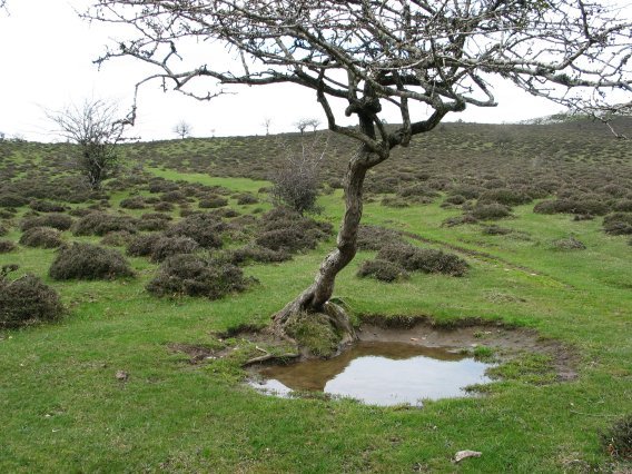 Inguruak