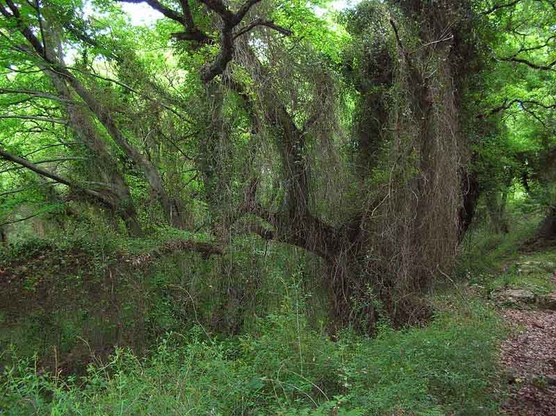 Cruzamos el bosque.