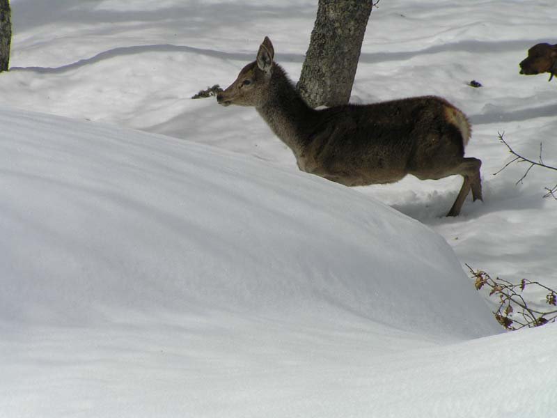 Fauna