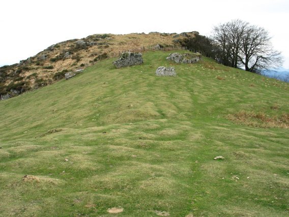 Tontor harritsua