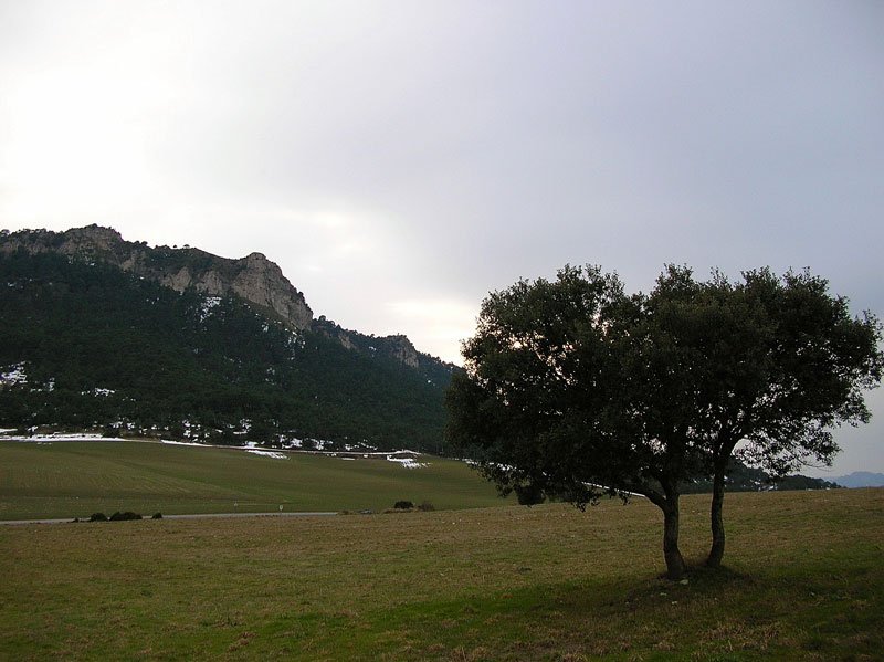 Olvedo.