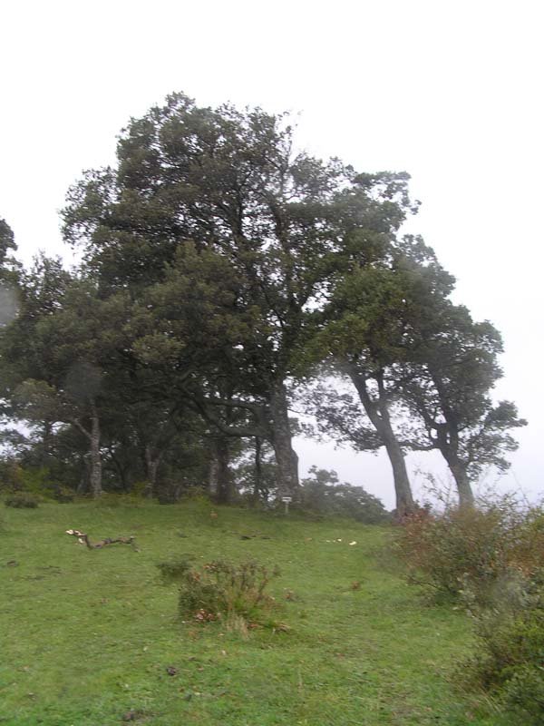cima