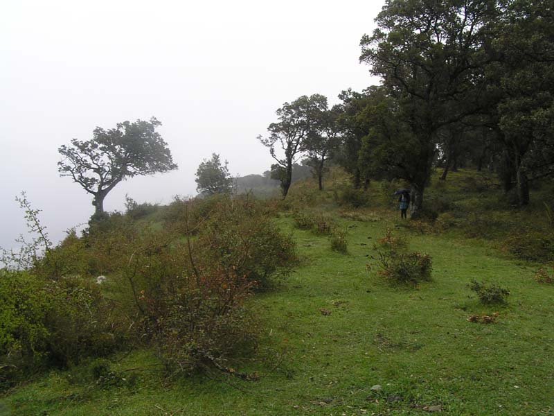 cima