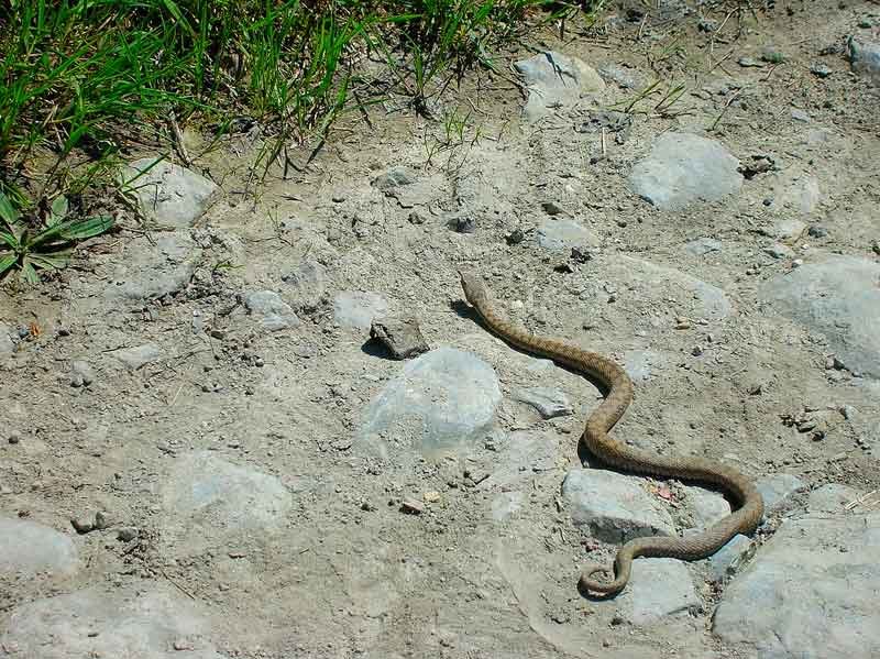 Fauna del lugar.