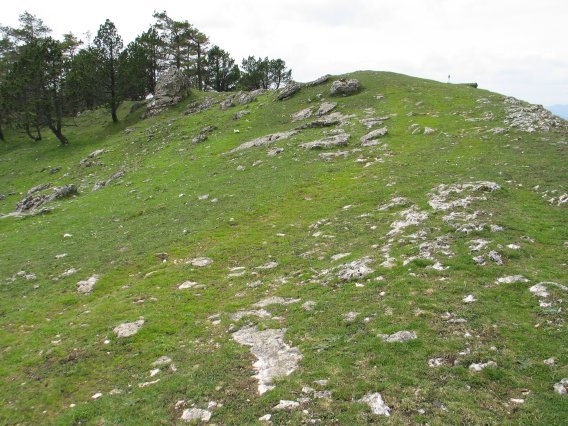 Tontorra