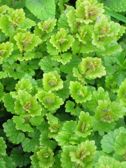 Landare multzoa