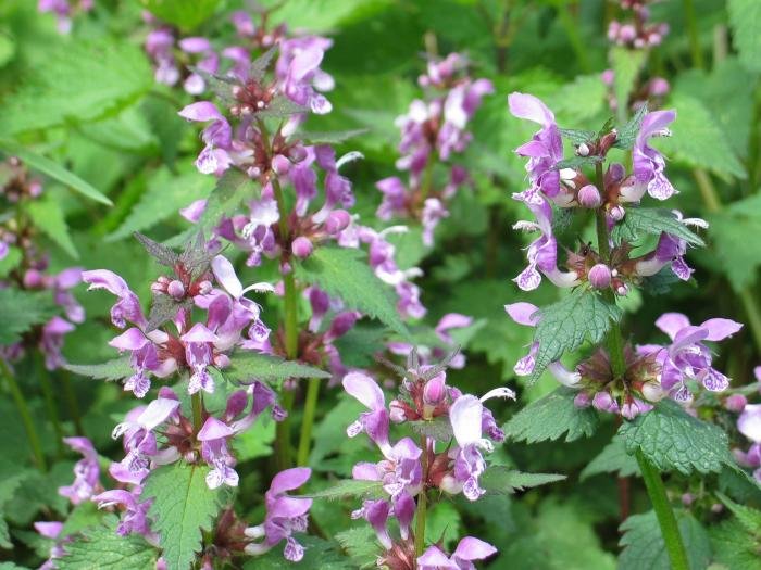 Landare multzoa
