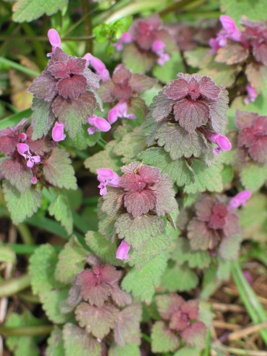 Landare multzoa